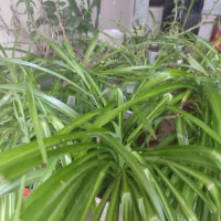 گل و گیاه|گل و گیاه طبیعی|قوچان, |دیوار