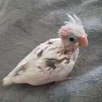 جوجه عروس هلندی دوکت ومرغ عشق