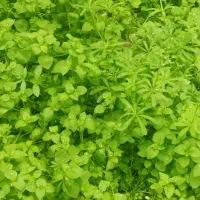 کودهای ارگانیک کشاورزی از مزرعه تا باغ و گلخانه