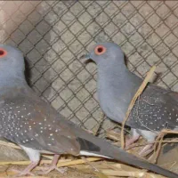کبوتر فنج مرغ عشق