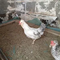 مرغ گلین درجه یک و جوجه گلین درجه یک