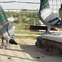 پلاکی بیرونی