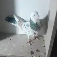 چند تا کفتر خوب