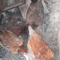 مرغ گلپایگانی