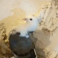 کبوتر دوکت سبز و قندی بوشهری