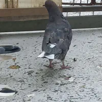 یه جفت جوجه زرد و قاره دم سفید  و ماده شازده سبز