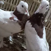 کفتر|پرنده|زارچ, |دیوار