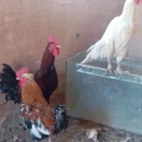 خروس|حیوانات مزرعه|سبزوار, جوادیه غربی|دیوار