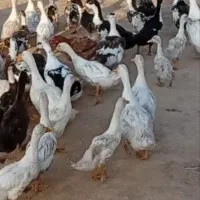 با سلام و درود ۱۶ عدد اردک خضری و عادی