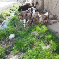 فروش بز بزغاله پاکستانی