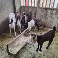 بز پاکستانی