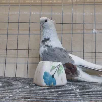 نوک قنار نر