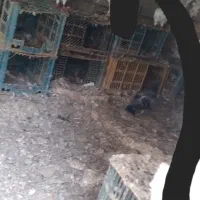 تعدادی کفترپرشی بفروش میرسد