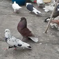 معاوضه کبوتر