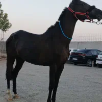 فروش اسب