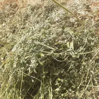 یونجه|لوازم جانبی حیوانات|منوجان, |دیوار