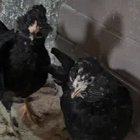 فروش نیمچه مرغ خروس گلین