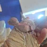 جوجه گرنیچک ، جوجه کوتوله درجه یک