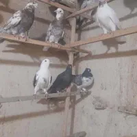 کفتر پرشی