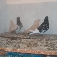 کبوتر|پرنده|شاندیز, |دیوار