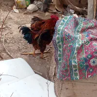 خروس|حیوانات مزرعه|صحرای باغ, |دیوار