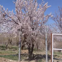 فروش باغ وباغچه درحاشیه  زاینده‌رود