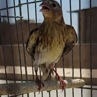 جوجه سهره قناری