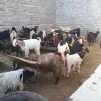 بز کهره دار