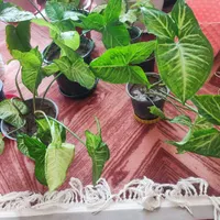 گل سینگونیوم یا پنجه کلاغی|گل و گیاه طبیعی|فولادشهر, B5|دیوار