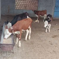 فروش سیمنتال