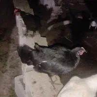 مرغ وخروس
