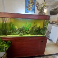 آکواریم چینی