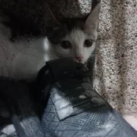 گربه