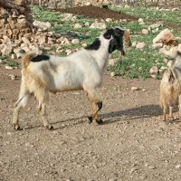 بز نر|حیوانات مزرعه|حمیل, |دیوار
