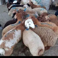 بره کشتار پروار با نژاد های مختلف