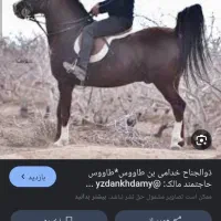 نریونی از نسل بن طاووس بزرگ