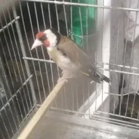 سهره بخون مست