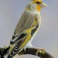 سهره قناری
