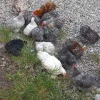 فروش مرغ و خروس کوشین