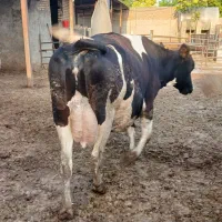 گاو سرسینه معاوضه با خودرو