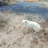 سگ پامر روباهی باهوش