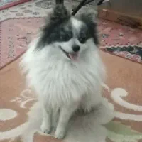 سگ پامر روباهی نر حرف گوش کن