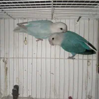 کوتوله جفت کار داده نریا ماده تک باضمانت کتبی