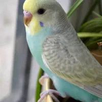 مرغ عشق(عکسش این نیست)