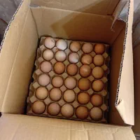 جوجه یک روزه مرغ محلی نژاد گلپایگانی|حیوانات مزرعه|گرگان, |دیوار