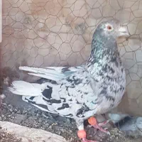 کبوتر رنگی