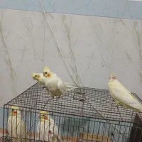 عروس هلندی