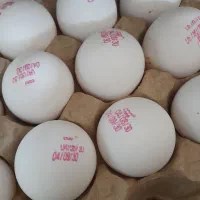 استخدام نیروی خانم در کارگاه بسته بندی مواد غذایی