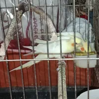یک جفت عروس هلندی بسیار زیبا با چهار جوجه
