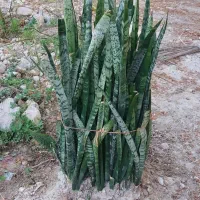 سانسوریا سبز  ساده